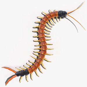 Scolopendra Heros Arizonensis Crawling
