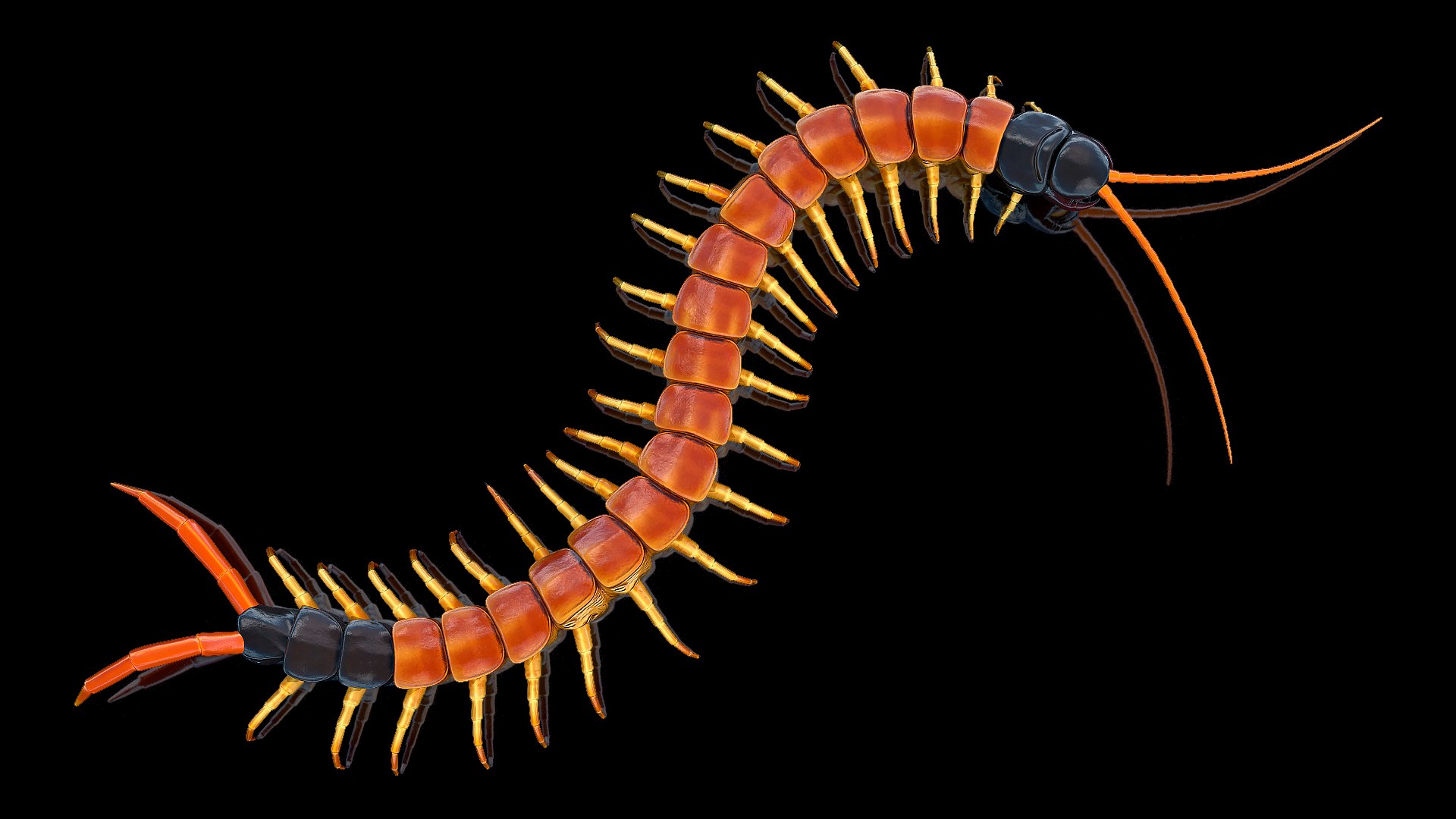 Scolopendra Heros Arizonensis Crawling 3D model preview