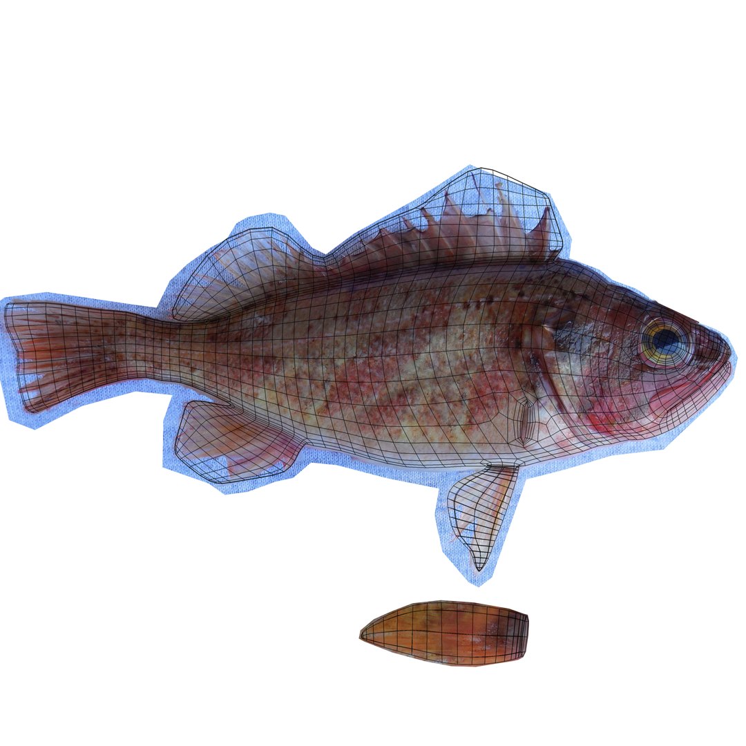 3d Model Rockfish Rock Fish
