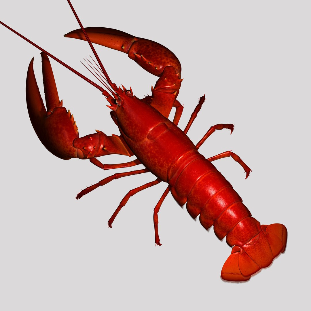 Maya Lobster