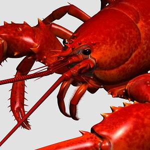Lobster Red