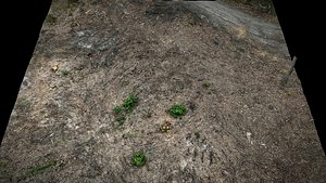 forest ground cutted trees part3 photogrammetry model