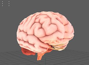 human brain anatomy ar 3D model