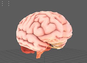 Human Brain anatomy cross section Lowpoly AR VR mobile