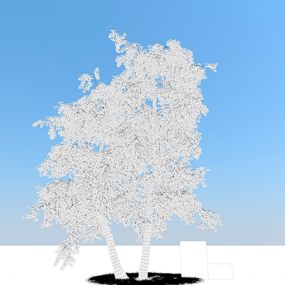 3d realistic birch tree