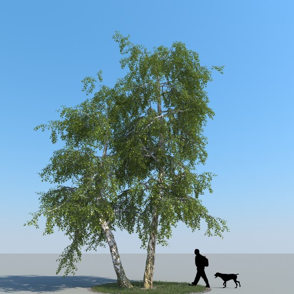 3d realistic birch tree