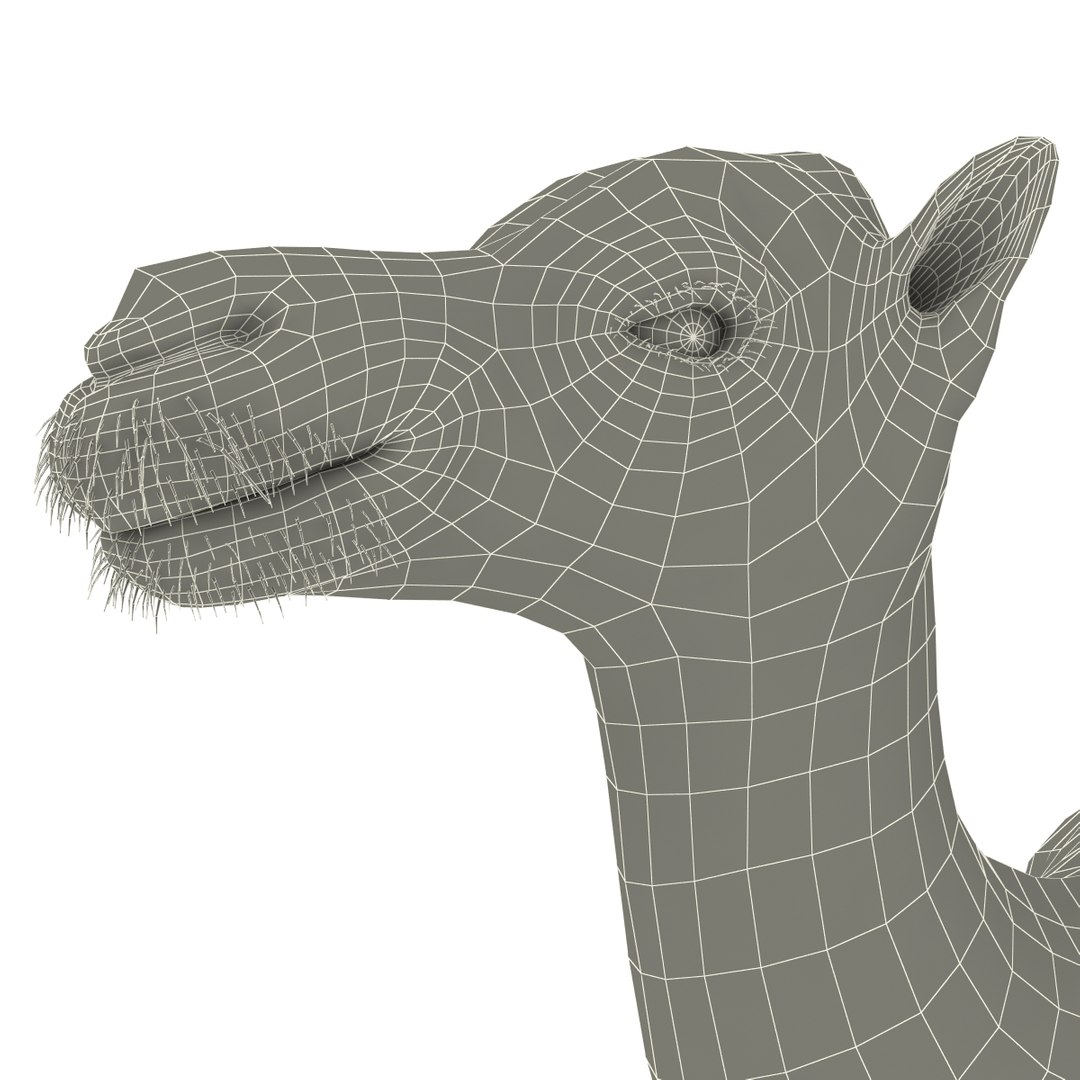 camel modelled 3d model https://p.turbosquid.com/ts-thumb/pF/RsBzNg/0jhCt3Hv/camel_20/jpg/1291673303/1920x1080/fit_q87/a510ba5963d7ef9f5376936fc60c282617af96c7/camel_20.jpg