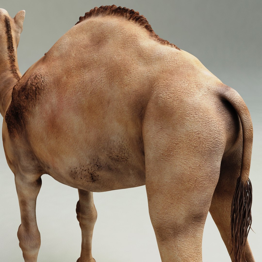 camel modelled 3d model https://p.turbosquid.com/ts-thumb/pF/RsBzNg/Byrs1wzt/camel_12/jpg/1291673303/1920x1080/fit_q87/98dc06df950f48fb3ab40276ce468f926ff7bb25/camel_12.jpg