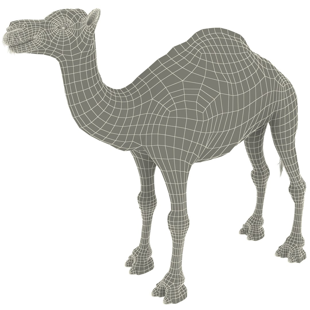 camel modelled 3d model https://p.turbosquid.com/ts-thumb/pF/RsBzNg/UrjSjnsv/camel_18/jpg/1291673303/1920x1080/fit_q87/d8342b95e252a10563fcf6b98c3ea3497e1341fb/camel_18.jpg