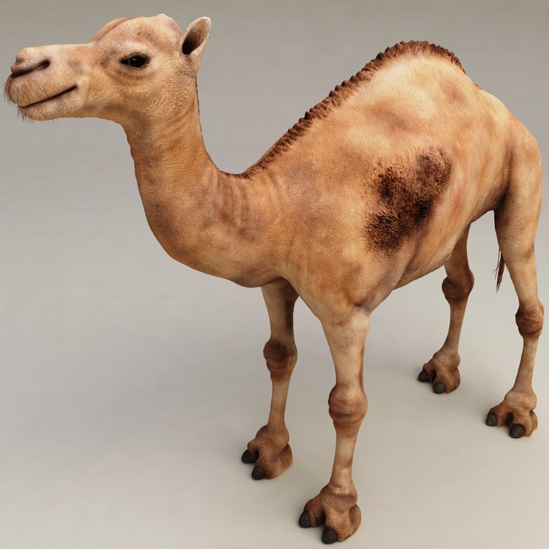 camel modelled 3d model https://p.turbosquid.com/ts-thumb/pF/RsBzNg/dTrDxfhG/camel_05/jpg/1291673303/1920x1080/fit_q87/35e5165a983c4999281ec03e5b0d46a10f70076e/camel_05.jpg