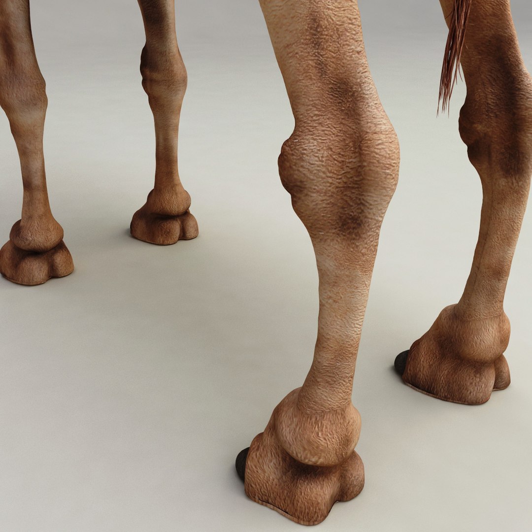 camel modelled 3d model https://p.turbosquid.com/ts-thumb/pF/RsBzNg/dfmYcLLK/camel_13/jpg/1291673303/1920x1080/fit_q87/06c95a9618d6598ac4aa0eac15806c4361de6125/camel_13.jpg