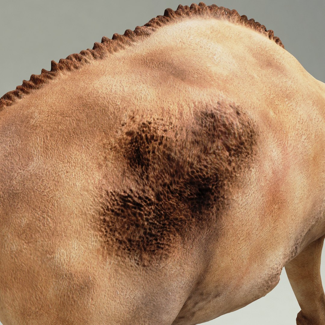 camel modelled 3d model https://p.turbosquid.com/ts-thumb/pF/RsBzNg/iQQ1ANUz/camel_14/jpg/1291673303/1920x1080/fit_q87/08994863479e657dfd277cafc0abfdb5c509e51d/camel_14.jpg