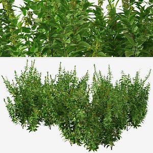 Set of Common Nettle or Urtica dioica Shrubs