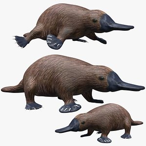 Rigged Platypus 3D model