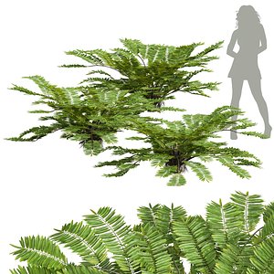 3D AngiopterisFokiensisFern corona max