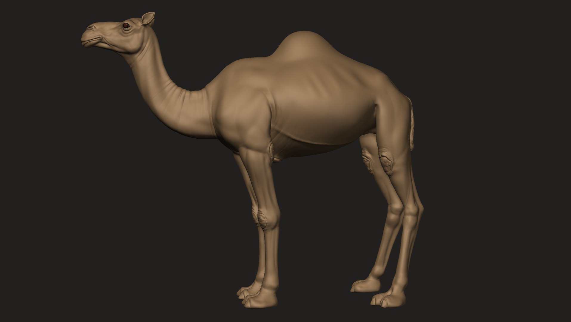 3D Camel model https://p.turbosquid.com/ts-thumb/pF/l5auoE/Ro/camel_07/jpg/1706033844/1920x1080/fit_q87/ba0708503d93cf386c6ff2a3c5a6630bde9824ab/camel_07.jpg