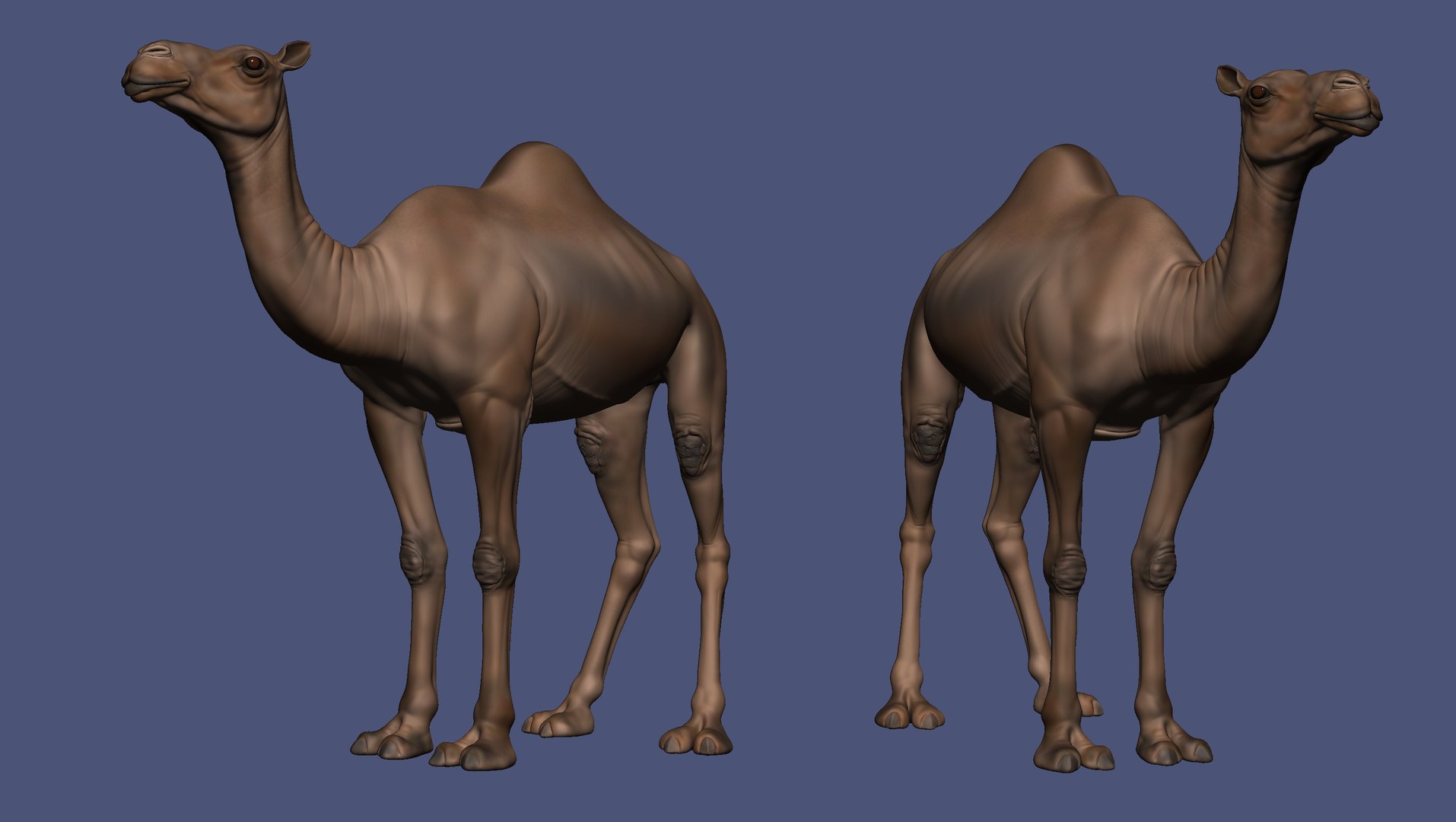 3D Camel Model - TurboSquid 2180683