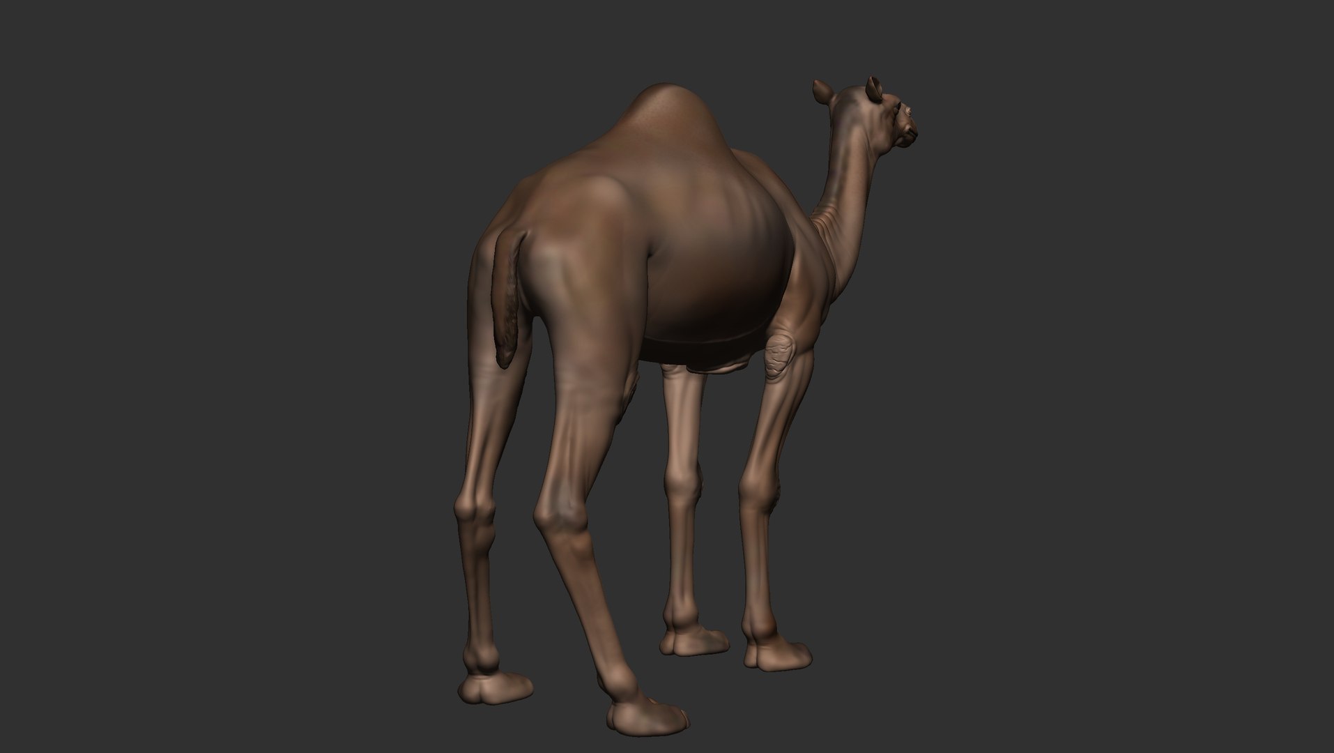 3D Camel model https://p.turbosquid.com/ts-thumb/pF/l5auoE/bx/camel_03/jpg/1706033842/1920x1080/fit_q87/5d4b9e9a57071bceb100f4ef45986f99dce80274/camel_03.jpg