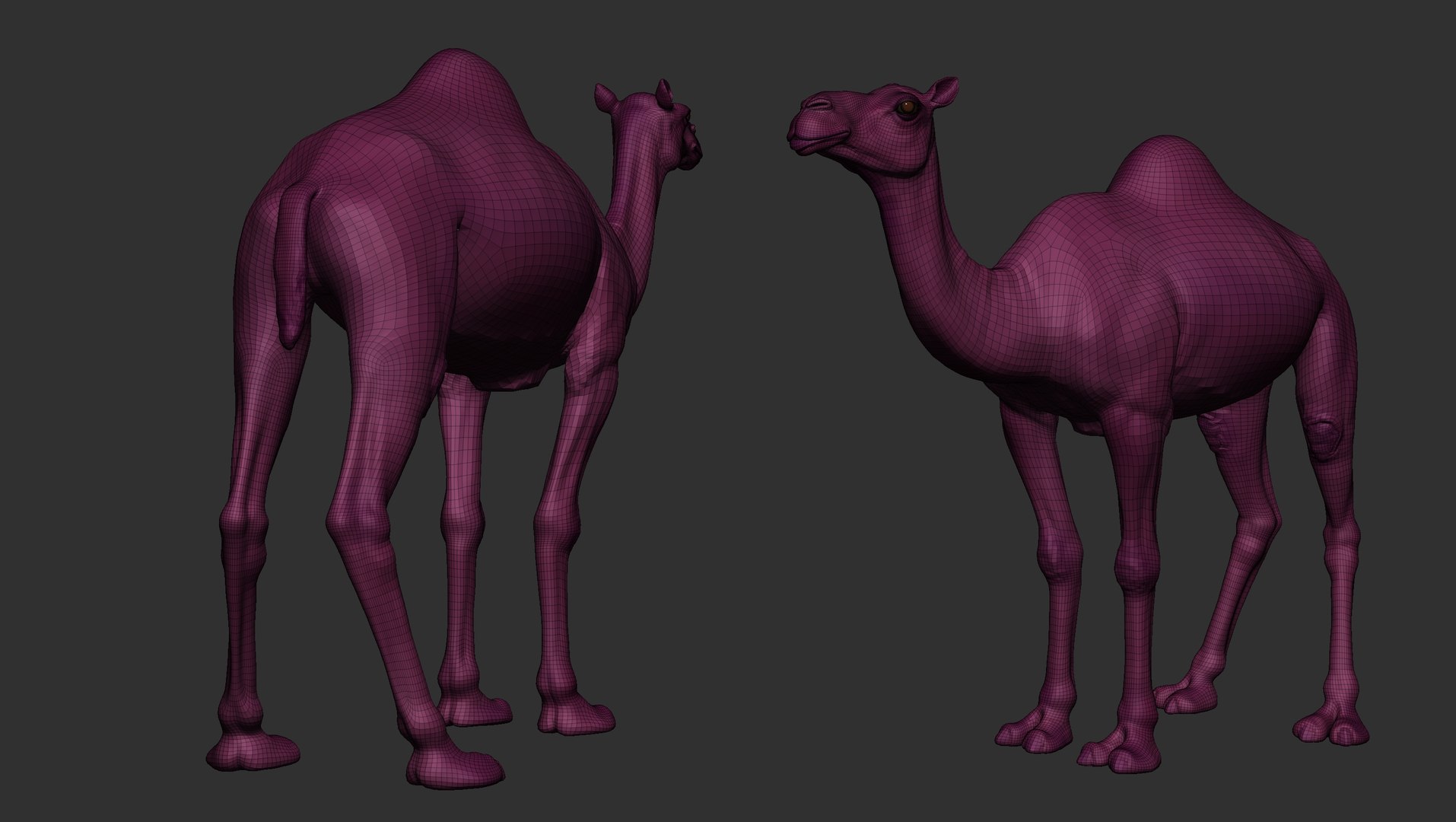 3D Camel model https://p.turbosquid.com/ts-thumb/pF/l5auoE/y1/camel_wireframe/jpg/1706034215/1920x1080/fit_q87/4c25027a83ad611c63c224048bcbcf62738f5124/camel_wireframe.jpg