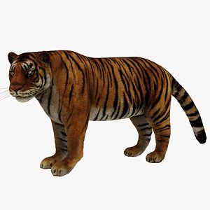 Bengal Tiger 3D Model Rigged and Low Poly Game ready - Team 3d Yard