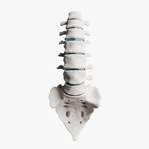 Human Lumbar Spine Anatomy High-Detail 3D Model 3D model