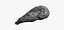 Petto di pollo senza pelle 02 Scansione RAW