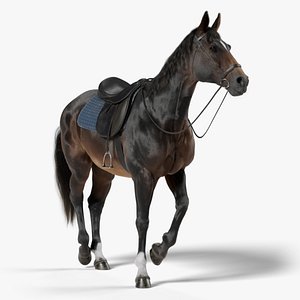 3D Horse SealBrown Saddled model
