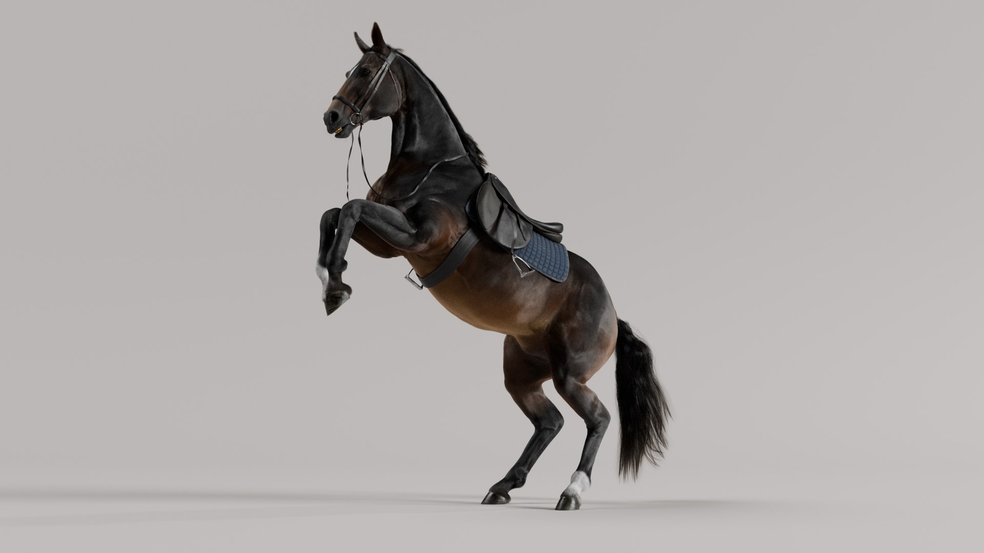 3D Horse SealBrown Saddled model https://p.turbosquid.com/ts-thumb/pG/Kd976H/YN/sealbrownposes_v001_0040/png/1730208931/1920x1080/fit_q87/e2143565ef201596bbe65a667352eade312fef16/sealbrownposes_v001_0040.jpg