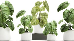 plants interior pots 3D
