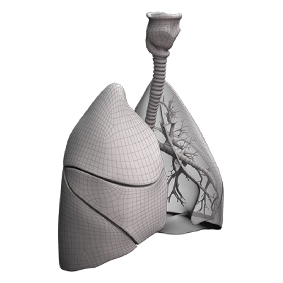 3d human lungs https://p.turbosquid.com/ts-thumb/pG/SUZ9I7/IAQ1FktS/3_wire/jpg/1259569449/1920x1080/fit_q87/d9deb74ff99470ececd24efdfd2bf40e45b6f309/3_wire.jpg