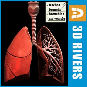 Lungs by 3DRivers