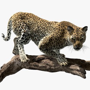 Leopard Fur (Rigged)