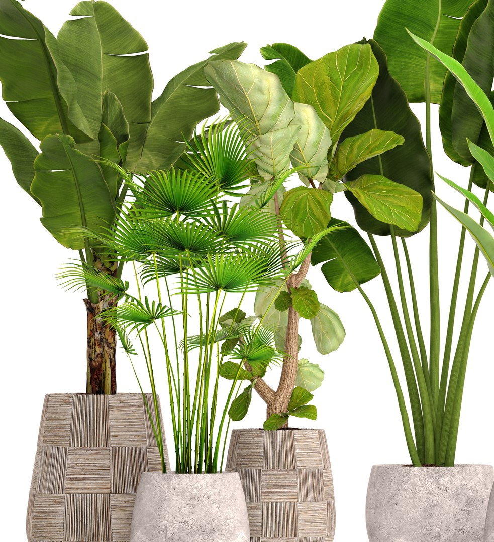 3d models plants. Растение в горшке. Комнатные растения в горшках. Зеленое растение в горшке. Тропические растения в горшке.