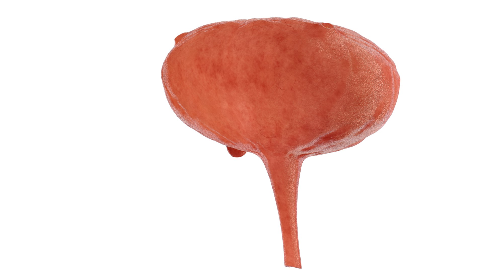 Bladder wall stones  bladder anatomy and lesions 3D https://p.turbosquid.com/ts-thumb/pH/1ZUOAc/UT/pm.03/png/1770370738/1920x1080/fit_q87/84f885148c9a6d5686873c3b6f98ea0adf9b060b/pm.03.jpg