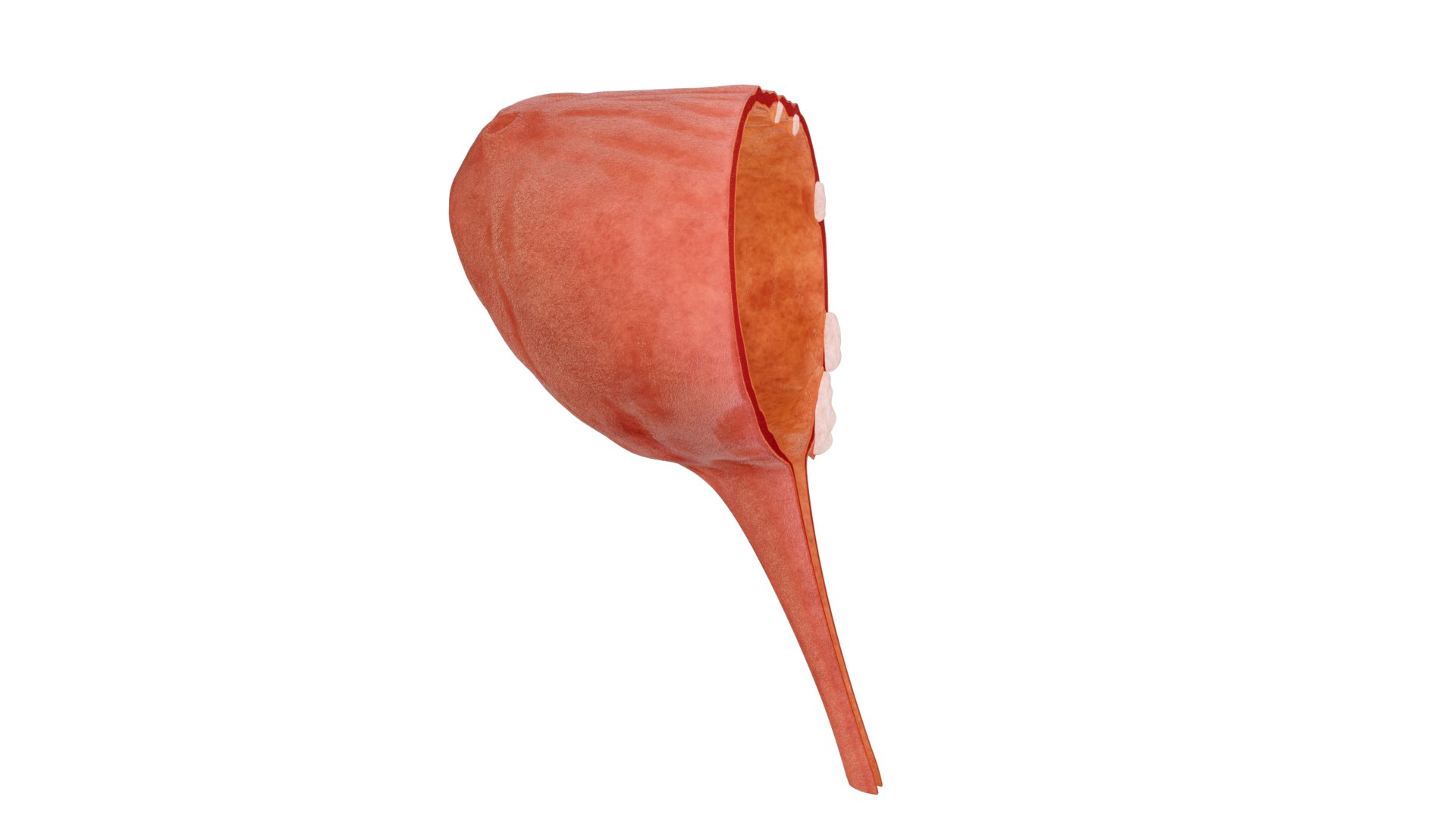 Bladder wall stones  bladder anatomy and lesions 3D https://p.turbosquid.com/ts-thumb/pH/1ZUOAc/ti/pm.01/png/1770370732/1920x1080/fit_q87/fabefb0956f8cb9aced8a9308bc378fd89adce78/pm.01.jpg