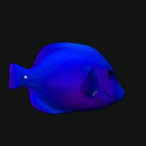 Cheek Butterfly Fish