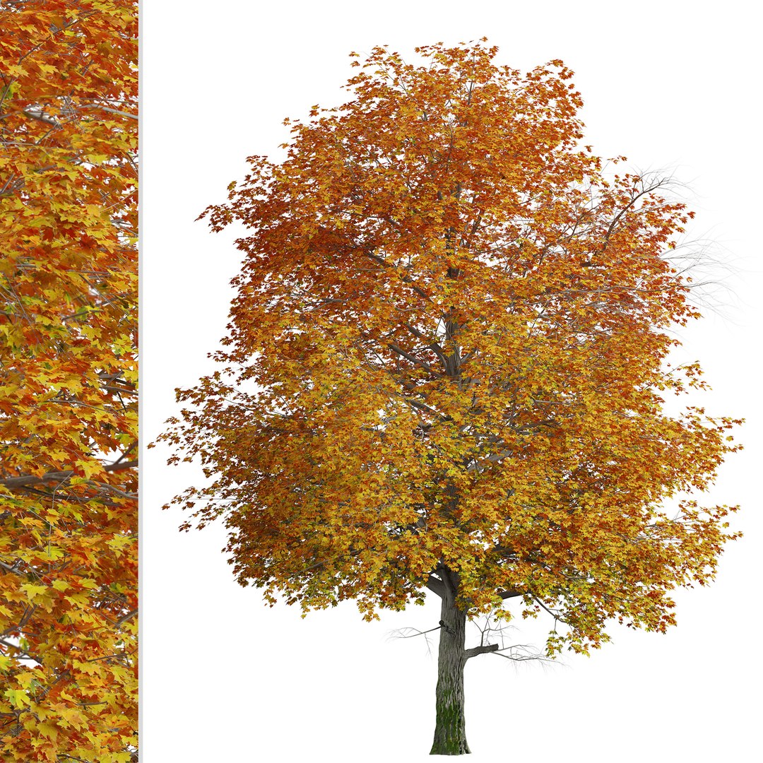 3D Norway Maple or Acer platanoides Tree - 1 Tree https://p.turbosquid.com/ts-thumb/pH/ChYcMX/1D/norwaymaple1copy/jpg/1670589560/1920x1080/fit_q87/9d4ec39f39e09cdec6f8a5abada989873150f3b3/norwaymaple1copy.jpg