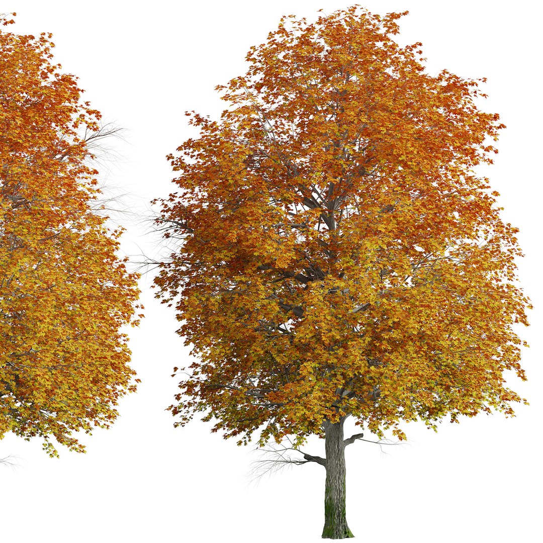 3D Norway Maple or Acer platanoides Tree - 1 Tree https://p.turbosquid.com/ts-thumb/pH/ChYcMX/FP/norwaymaple2copy/jpg/1670589683/1920x1080/fit_q87/07fb92a36296bdc3a2aaf7998b0b0dc93ea514cd/norwaymaple2copy.jpg
