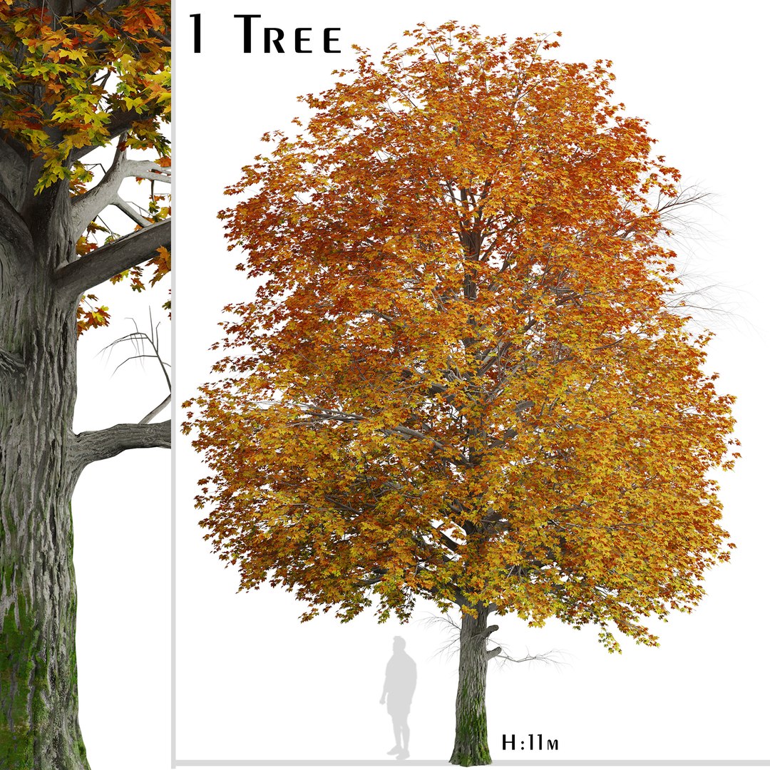 3D Norway Maple or Acer platanoides Tree - 1 Tree https://p.turbosquid.com/ts-thumb/pH/ChYcMX/Ob/norwaymaplesetcopy/jpg/1670587779/1920x1080/fit_q87/8f5b71bc0f6c720610d912ba4920f93228149f2c/norwaymaplesetcopy.jpg