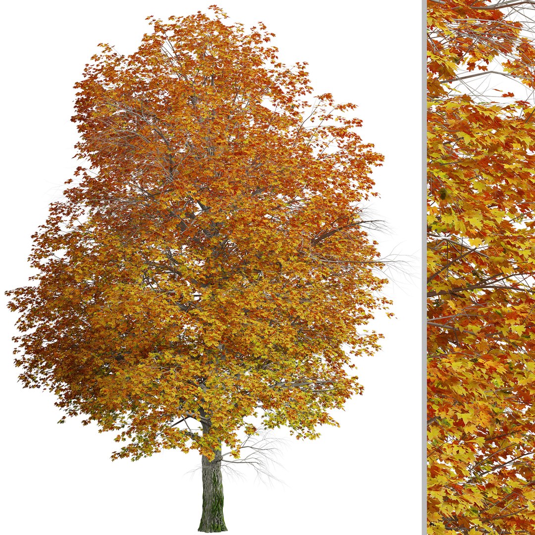 3D Norway Maple or Acer platanoides Tree - 1 Tree https://p.turbosquid.com/ts-thumb/pH/ChYcMX/mL/norwaymaple4/jpg/1670586172/1920x1080/fit_q87/8a726c9c5c8b290be12ce4e77f356304c6f11ea2/norwaymaple4.jpg