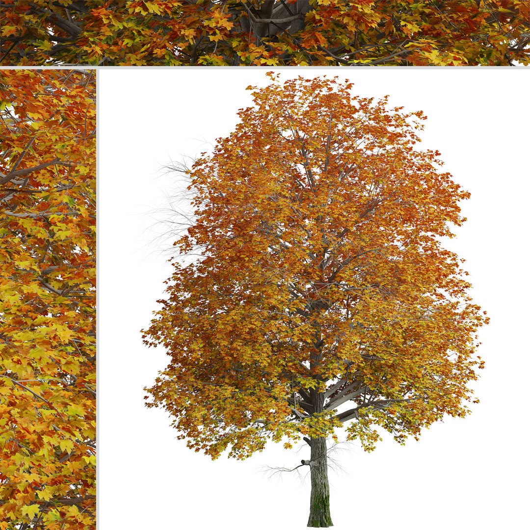 3D Norway Maple or Acer platanoides Tree - 1 Tree https://p.turbosquid.com/ts-thumb/pH/ChYcMX/mS/norwaymaple3/jpg/1670586020/1920x1080/fit_q87/2a4949d697413cedac6af6a6eb2ebde4a42b8d53/norwaymaple3.jpg