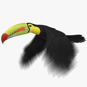 Keel-billed Toucan (Animated)