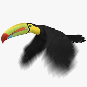 Keel-billed Toucan (Animated)