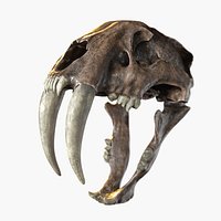 Saber Toothed Cat Skull
