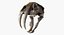 Saber Toothed Cat Skull