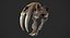 Saber Toothed Cat Skull