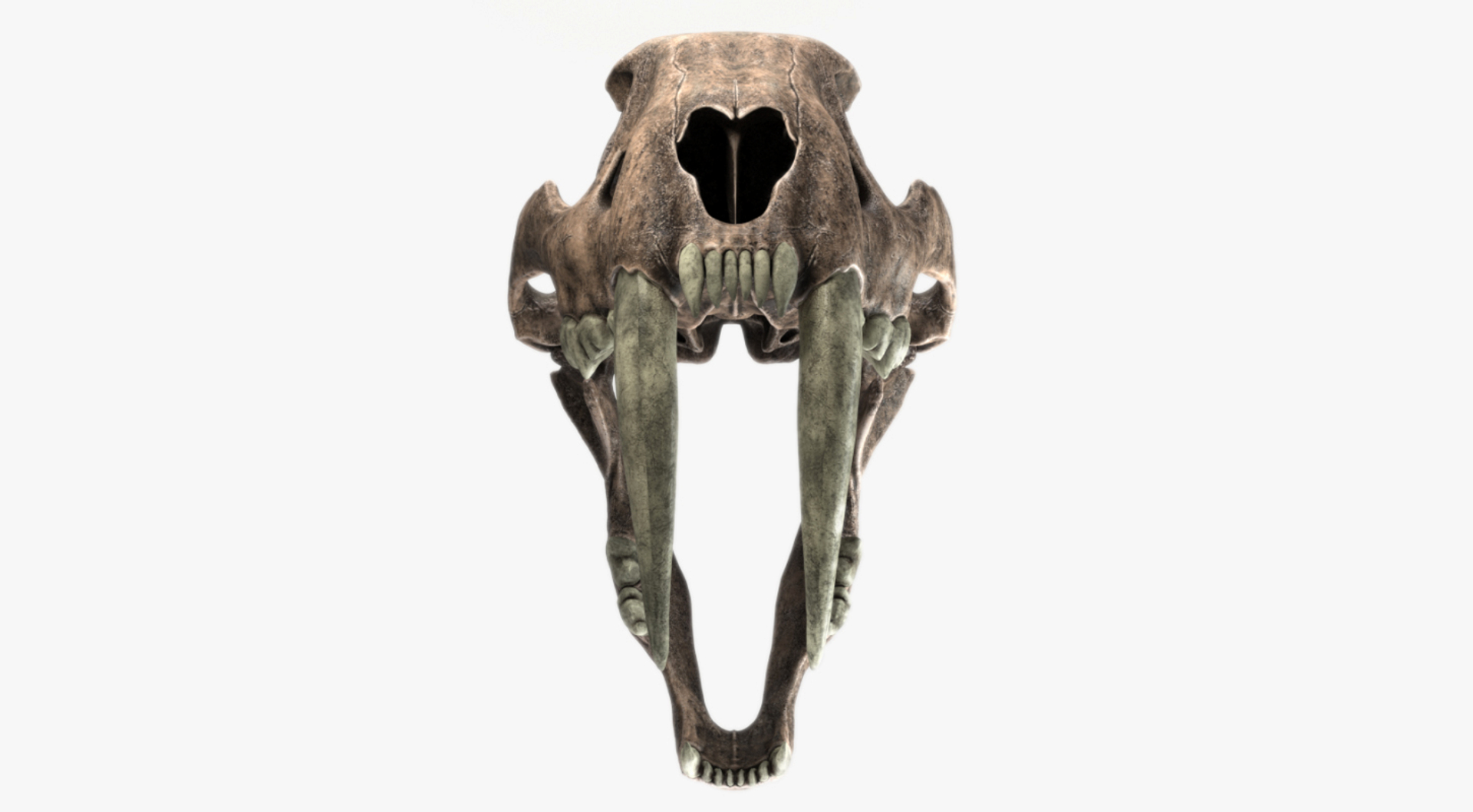 saber-toothed cat model https://p.turbosquid.com/ts-thumb/pH/Lt2654/iYgvpOdR/saber_tooth/jpg/1550405808/1920x1080/turn_fit_q99/6a0428f9f7784e3d90cf889b57424c9f215bcb94/saber_tooth-1.jpg