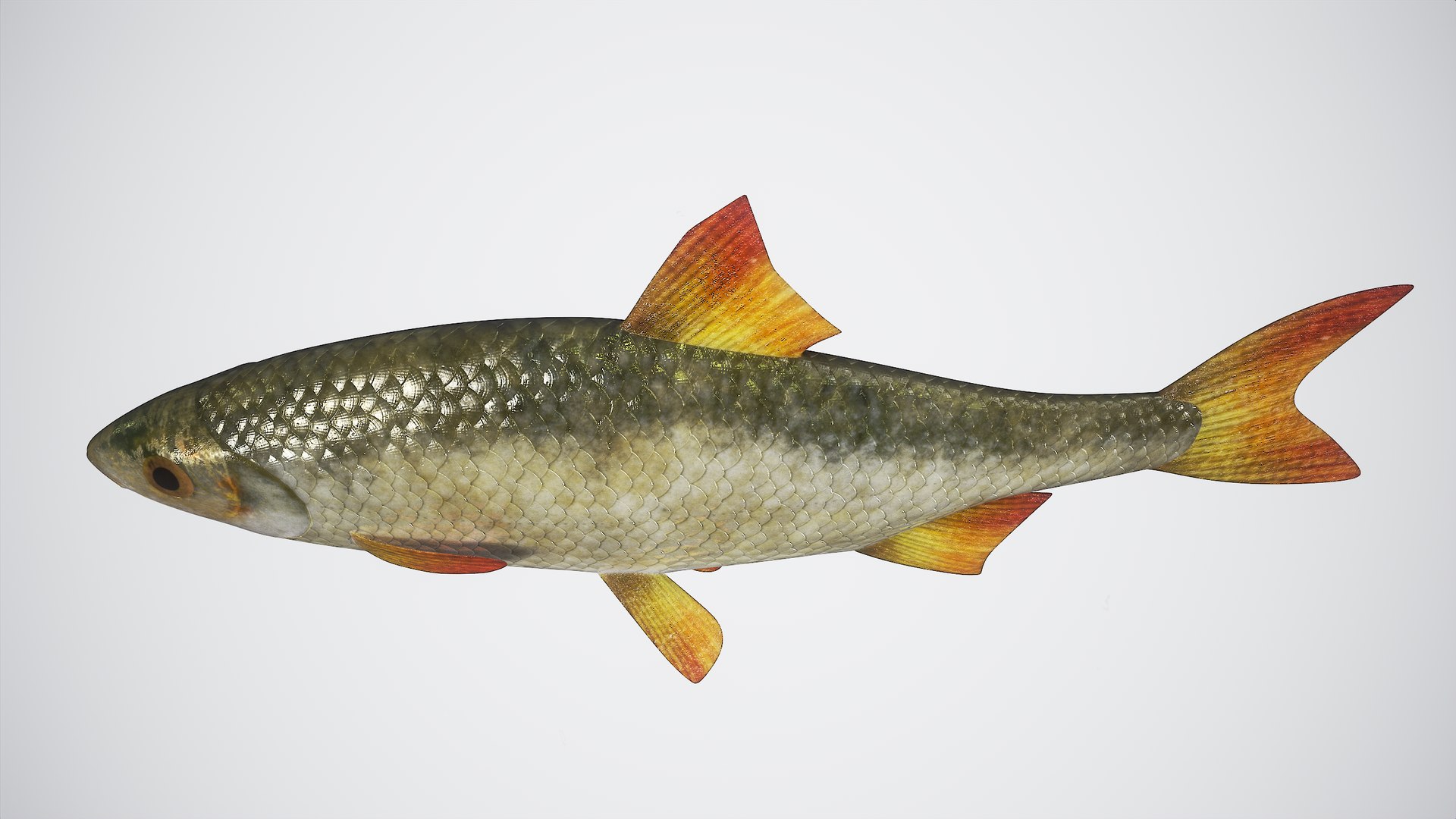 3D model Fish Rudd PBR - TurboSquid 2088327