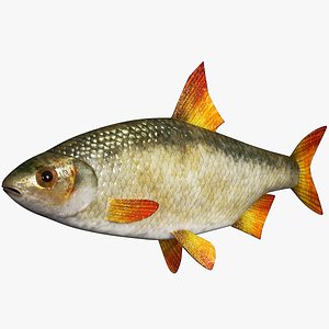 Fish Rudd PBR
