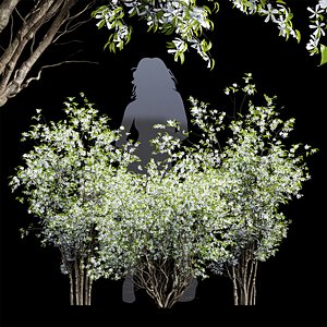 New Tree High detail Amelanchier lamarckii Bush 3D model